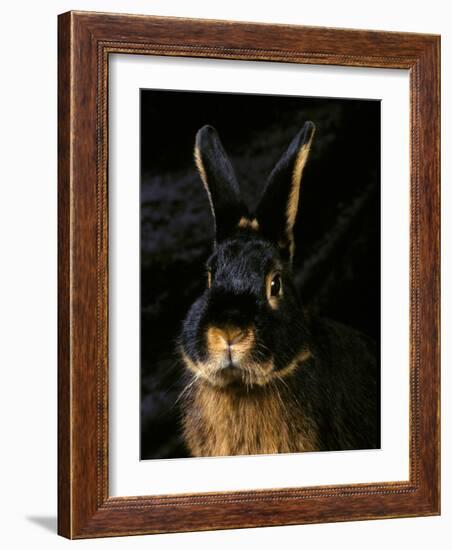 Black and Tan Domestic Rabbit-Adriano Bacchella-Framed Photographic Print