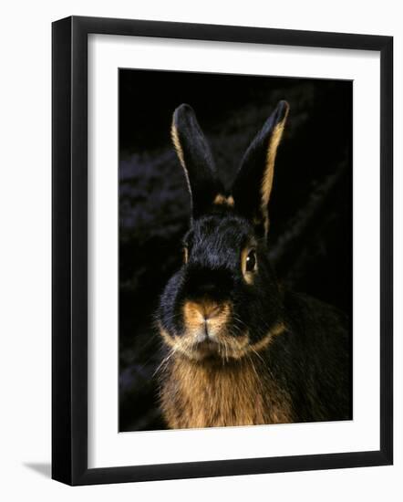 Black and Tan Domestic Rabbit-Adriano Bacchella-Framed Photographic Print