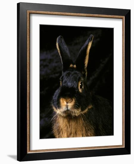 Black and Tan Domestic Rabbit-Adriano Bacchella-Framed Photographic Print