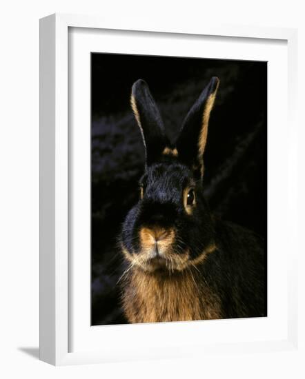 Black and Tan Domestic Rabbit-Adriano Bacchella-Framed Photographic Print