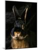 Black and Tan Domestic Rabbit-Adriano Bacchella-Mounted Photographic Print