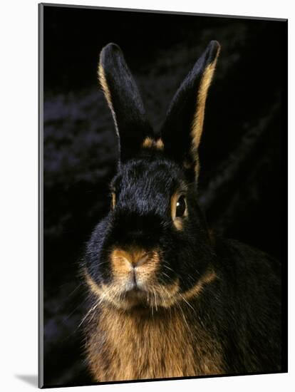 Black and Tan Domestic Rabbit-Adriano Bacchella-Mounted Photographic Print