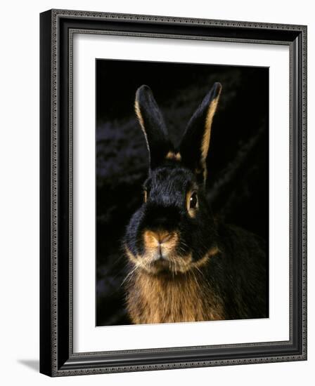 Black and Tan Domestic Rabbit-Adriano Bacchella-Framed Photographic Print