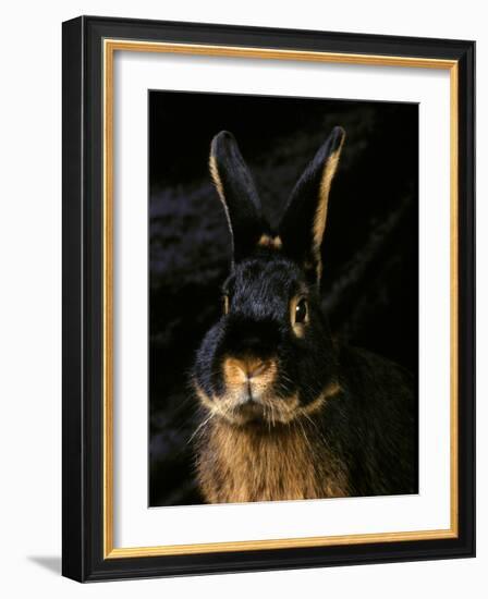 Black and Tan Domestic Rabbit-Adriano Bacchella-Framed Photographic Print