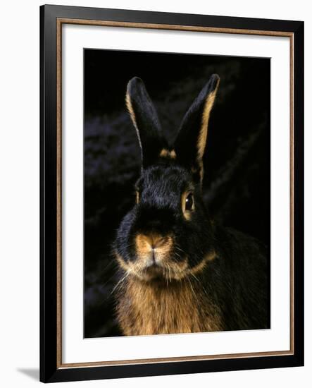 Black and Tan Domestic Rabbit-Adriano Bacchella-Framed Photographic Print