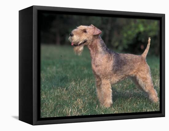 Black and Tan Lakeland Terrier Standing in Show Stack / Pose-Adriano Bacchella-Framed Premier Image Canvas