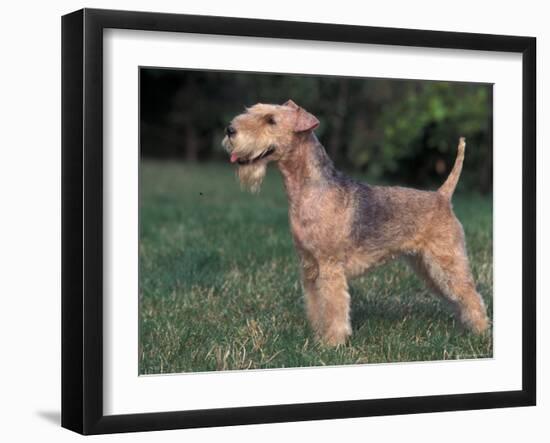 Black and Tan Lakeland Terrier Standing in Show Stack / Pose-Adriano Bacchella-Framed Photographic Print