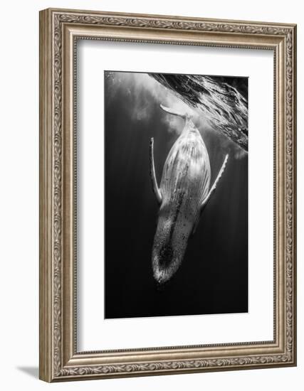 Black and Whale-Barathieu Gabriel-Framed Photographic Print