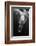 Black and Whale-Barathieu Gabriel-Framed Photographic Print