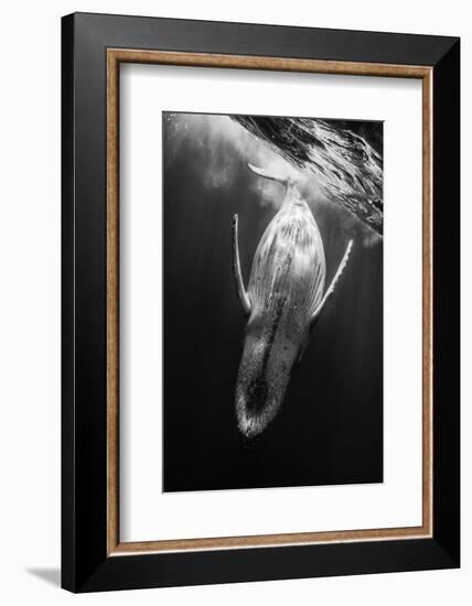 Black and Whale-Barathieu Gabriel-Framed Photographic Print