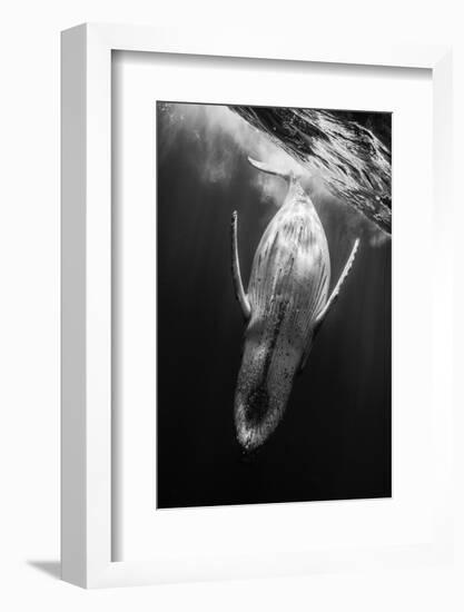 Black and Whale-Barathieu Gabriel-Framed Photographic Print