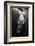 Black and Whale-Barathieu Gabriel-Framed Photographic Print