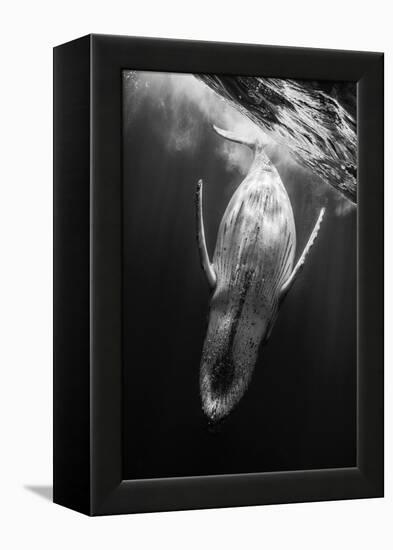 Black and Whale-Barathieu Gabriel-Framed Premier Image Canvas