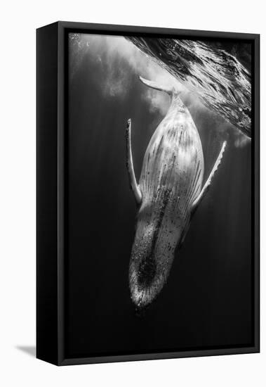 Black and Whale-Barathieu Gabriel-Framed Premier Image Canvas