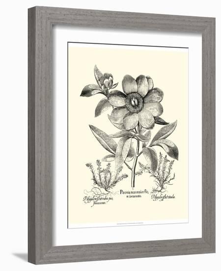 Black and White Besler Peony I-Besler Basilius-Framed Art Print