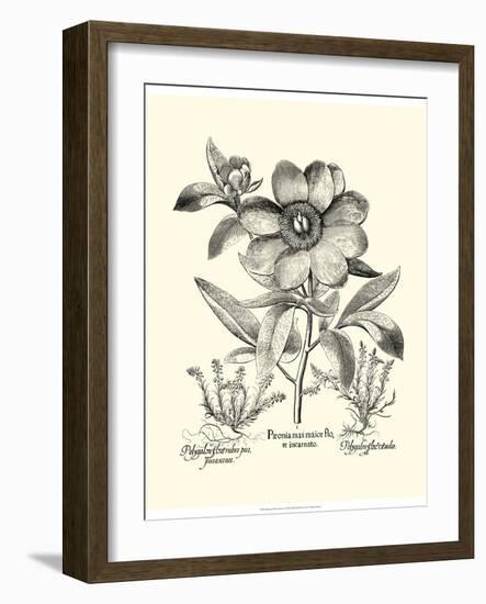 Black and White Besler Peony I-Besler Basilius-Framed Art Print