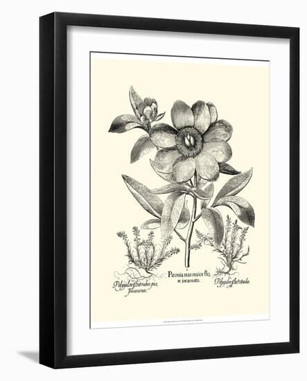 Black and White Besler Peony I-Besler Basilius-Framed Art Print