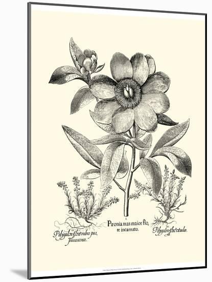 Black and White Besler Peony I-Besler Basilius-Mounted Art Print