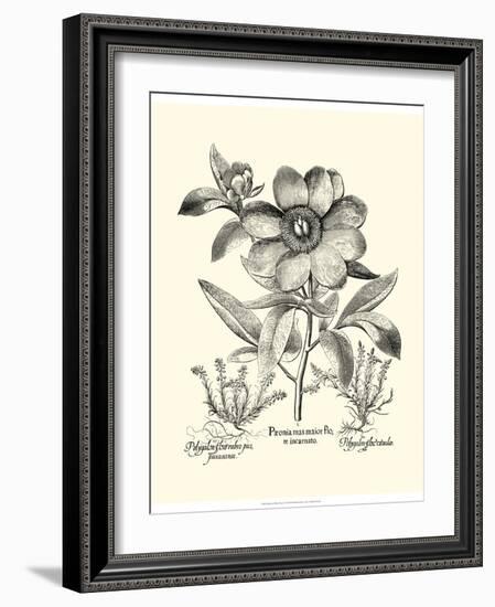 Black and White Besler Peony I-Besler Basilius-Framed Art Print