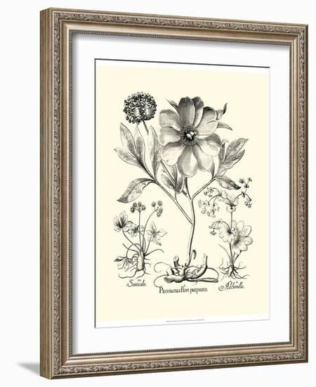 Black and White Besler Peony II-Besler Basilius-Framed Art Print