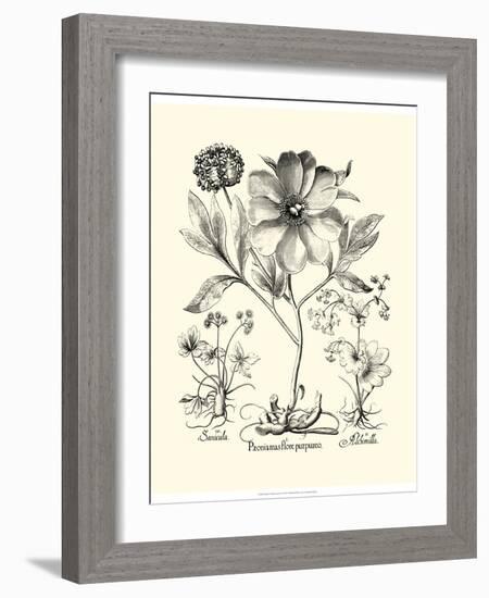 Black and White Besler Peony II-Besler Basilius-Framed Art Print