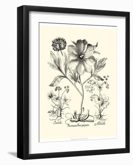 Black and White Besler Peony II-Besler Basilius-Framed Art Print