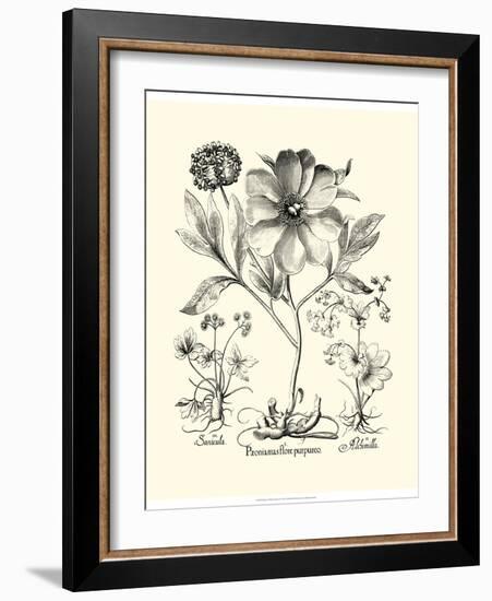 Black and White Besler Peony II-Besler Basilius-Framed Art Print