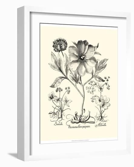 Black and White Besler Peony II-Besler Basilius-Framed Art Print