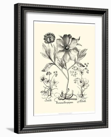 Black and White Besler Peony II-Besler Basilius-Framed Art Print