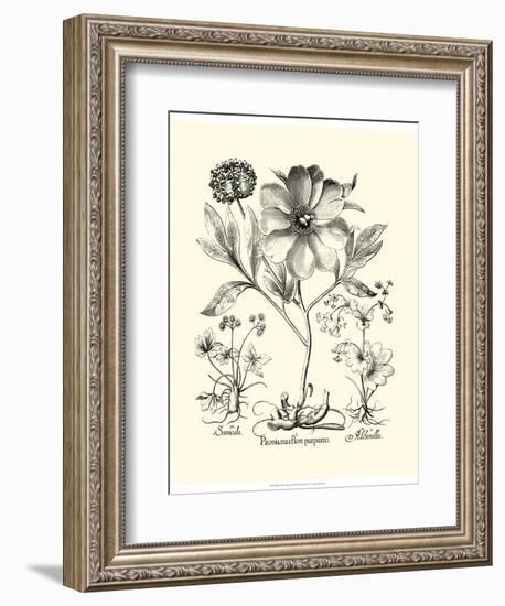 Black and White Besler Peony II-Besler Basilius-Framed Art Print