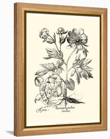 Black and White Besler Peony III-Besler Basilius-Framed Stretched Canvas