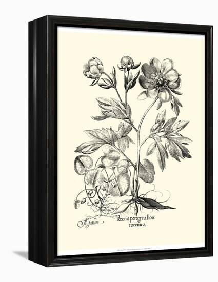 Black and White Besler Peony III-Besler Basilius-Framed Stretched Canvas