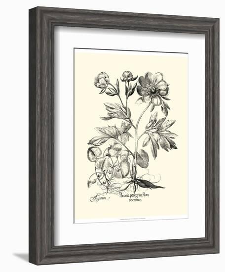 Black and White Besler Peony III-Besler Basilius-Framed Art Print