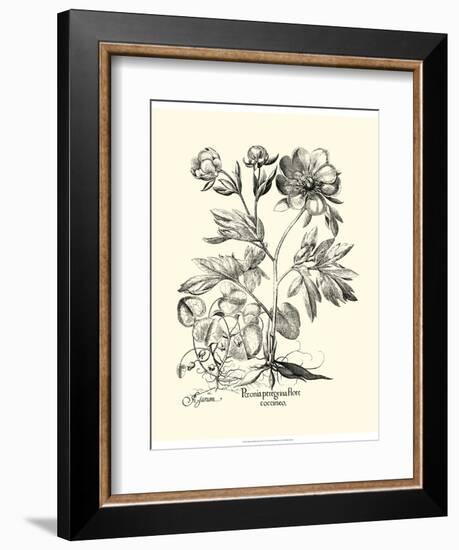 Black and White Besler Peony III-Besler Basilius-Framed Art Print