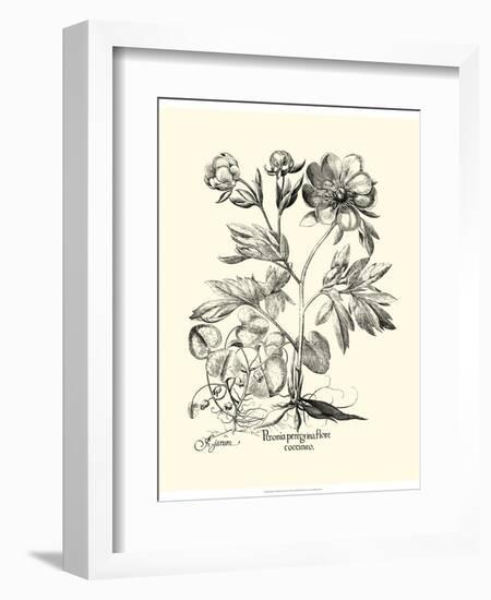 Black and White Besler Peony III-Besler Basilius-Framed Art Print