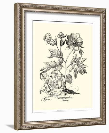 Black and White Besler Peony III-Besler Basilius-Framed Art Print