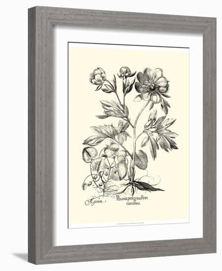 Black and White Besler Peony III-Besler Basilius-Framed Art Print