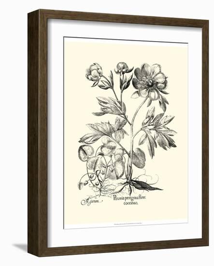 Black and White Besler Peony III-Besler Basilius-Framed Art Print