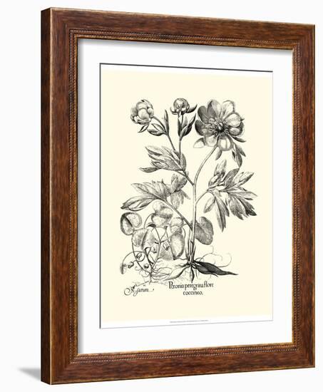 Black and White Besler Peony III-Besler Basilius-Framed Art Print