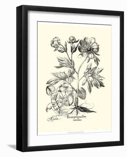 Black and White Besler Peony III-Besler Basilius-Framed Art Print