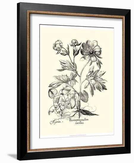 Black and White Besler Peony III-Besler Basilius-Framed Art Print