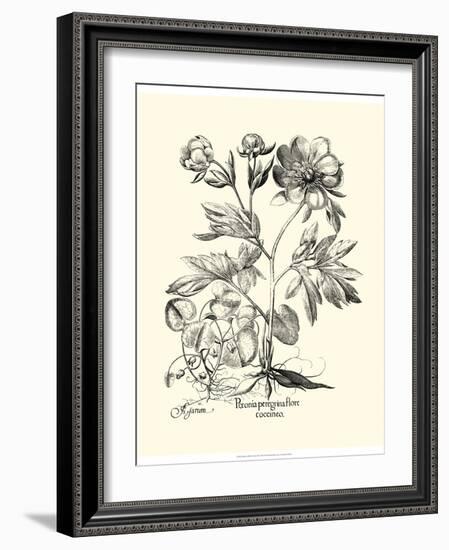 Black and White Besler Peony III-Besler Basilius-Framed Art Print