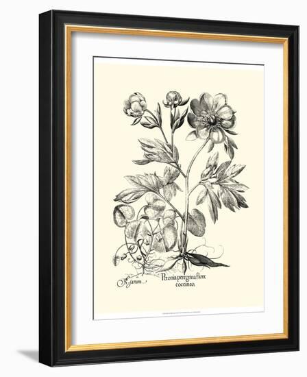 Black and White Besler Peony III-Besler Basilius-Framed Art Print