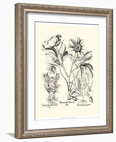 Black and White Besler Peony IV-Besler Basilius-Framed Art Print