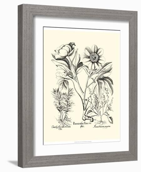 Black and White Besler Peony IV-Besler Basilius-Framed Art Print