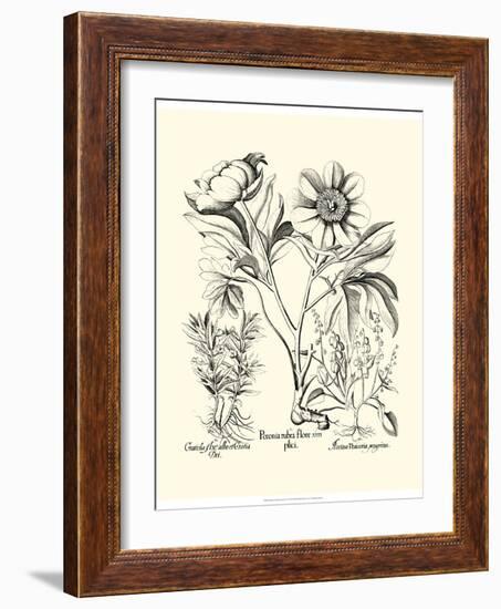 Black and White Besler Peony IV-Besler Basilius-Framed Art Print