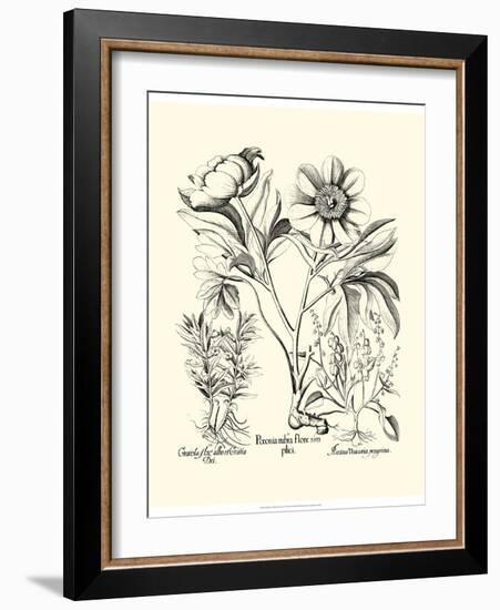 Black and White Besler Peony IV-Besler Basilius-Framed Art Print