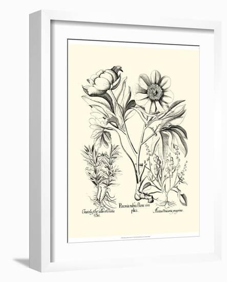 Black and White Besler Peony IV-Besler Basilius-Framed Art Print