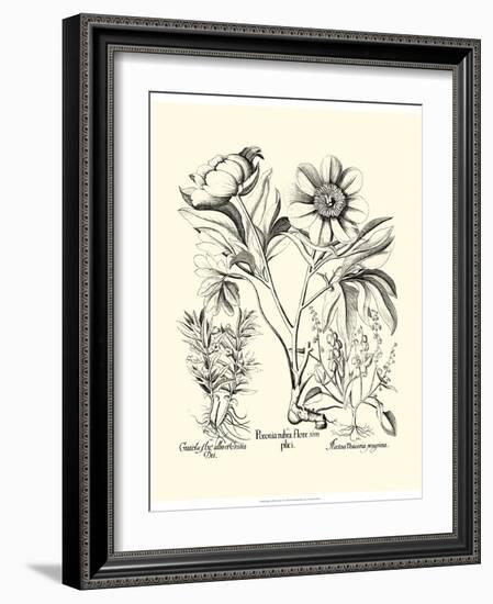 Black and White Besler Peony IV-Besler Basilius-Framed Art Print