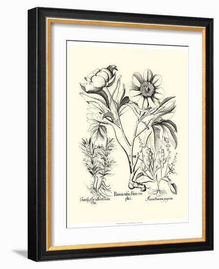 Black and White Besler Peony IV-Besler Basilius-Framed Art Print